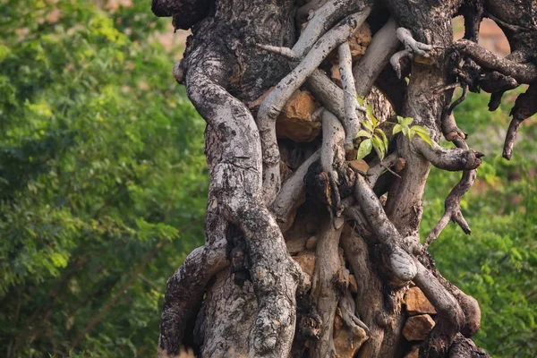 Cerrar tronco de árbol viejo y raíces — Foto de Stock