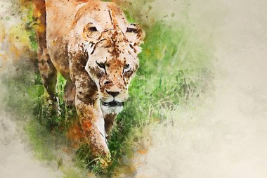 Dişi aslan savana içinde yürüyüş suluboya resim