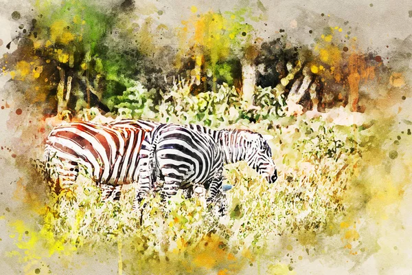 Aquarel schilderij van een Zebra's grazen in de savanne — Stockfoto