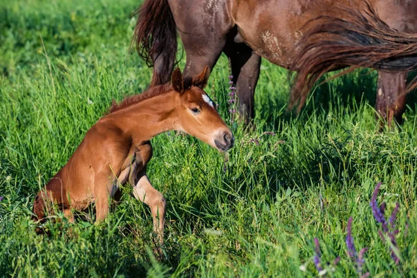 Jeune poulain dans un champ vert à côté de chevaux adultes — Photo