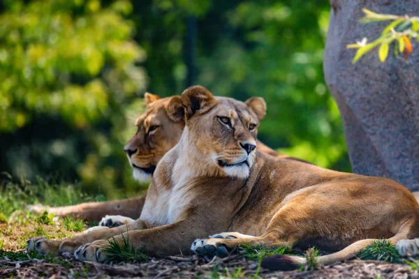 Doğadaki gölgede oturan Lions gurur — Stok fotoğraf
