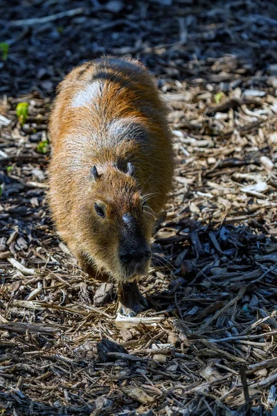 Capybara veya Hydrochoerus hydrochaeris yerde oturuyor — Stok fotoğraf