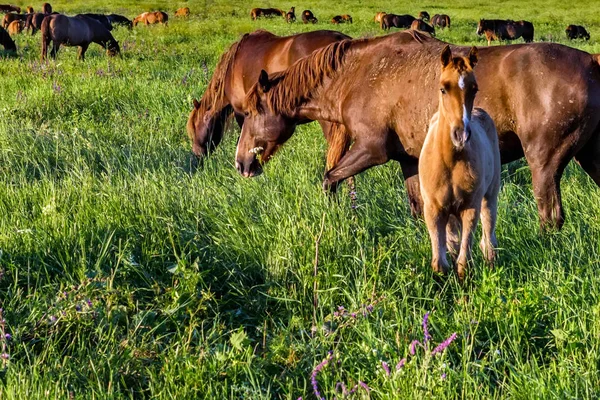 Jovem potro pastando em campo verde ao lado de cavalos adultos — Fotografia de Stock