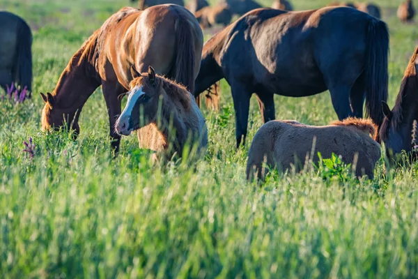 Unga föl bete i grönt fält bredvid vuxna hästar — Stockfoto