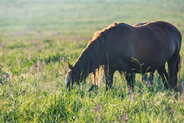 Güneşli bir gün kırsal otlatma at at