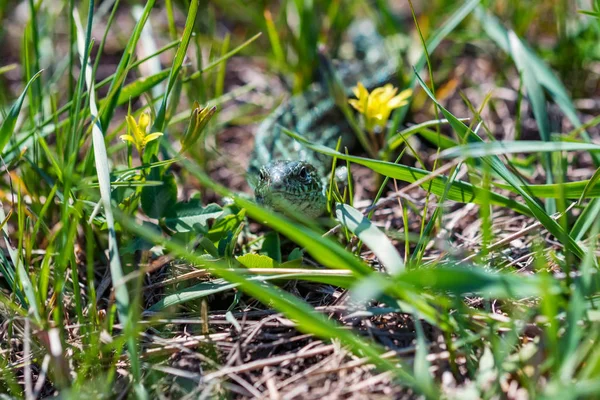 Portrait of happy quick lizard in grass