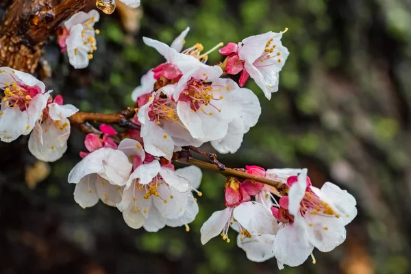 Belle branche d'abricot au moment de la floraison — Photo