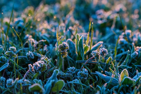 Bahar tarlasında sabah ları kısık don altında bitki kapatın — Stok fotoğraf