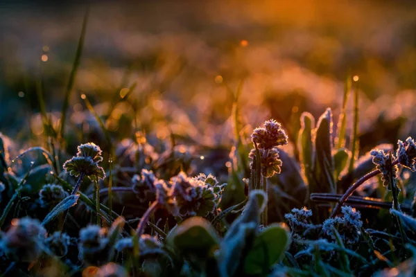 Feche a fábrica abaixo da geada de porco de manhã no campo de primavera — Fotografia de Stock