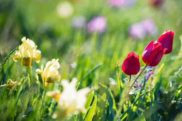 Schrencks tulpen of Tulipa Tulipa schrenkii in de steppe — Stockfoto