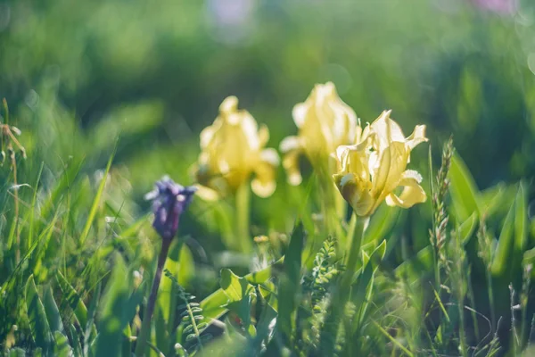 Hermosos iris amarillos silvestres que florecen en el fondo de la estepa de primavera — Foto de Stock