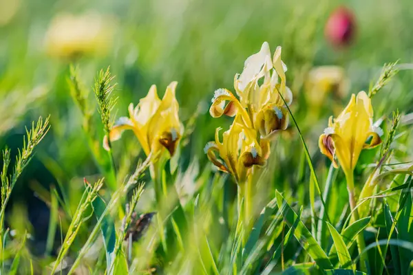 Beaux iris jaunes sauvages fleurissant dans fond de steppe printanière — Photo