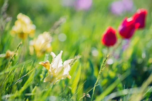 Prachtige wilde gele irissen bloeien in voorjaar steppe achtergrond — Stockfoto