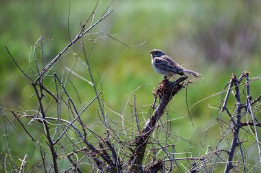 Tarla kiraz kuşu veya Miliaria calandra dalı