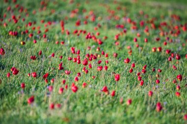 Schrencks lale veya Tulipa Tulipa schrenkii ve bozkır alanında irises