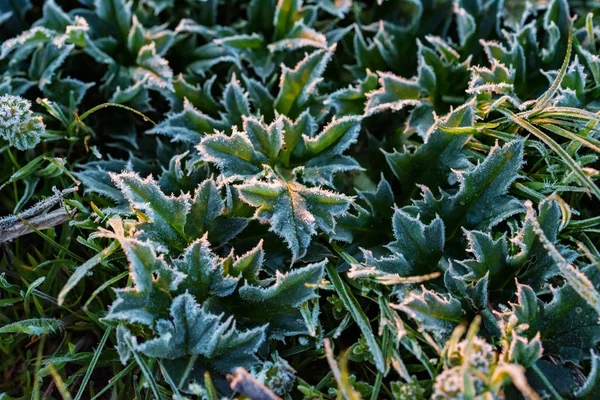 Nahaufnahme Pflanze bei Raureif am Morgen im Frühlingsfeld — Stockfoto