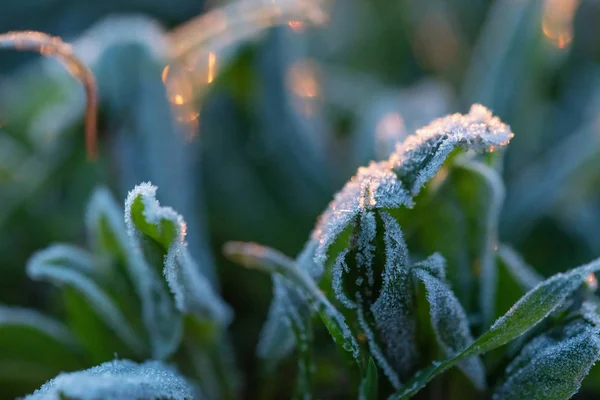 Close up plant under hoar frost sunlit in the morning in spring field — Stock Photo, Image