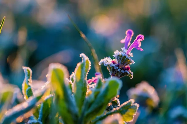 Cerrar la planta bajo las heladas de azufre iluminada por el sol en la mañana en el campo de primavera — Foto de Stock