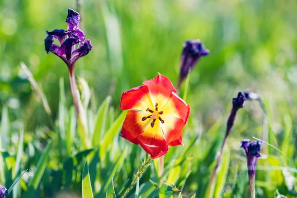 Закройте красный тюльпан Шренка или Tulipa Tulipa schrenkii в степи — стоковое фото