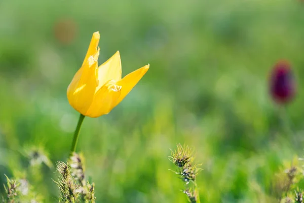 Gros plan tulipe Schrencks jaune ou Tulipa Tulipa schrenkii dans la steppe — Photo
