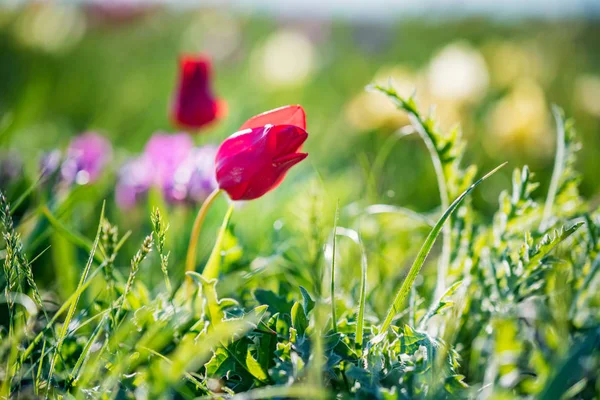 Закройте красный тюльпан Шренка или Tulipa Tulipa schrenkii в степи — стоковое фото