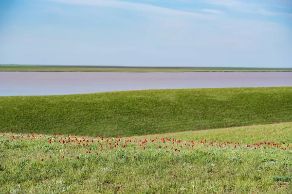 Schrencks tulips or Tulipa Tulipa schrenkii and irises in the steppe field — Stock Photo, Image