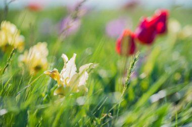 Lale arka plan ile bahar bozkırda çiçek açan güzel sarı yabani irises