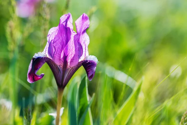 Beautiful purple wild iris blossoming in spring steppe background — Stock Photo, Image