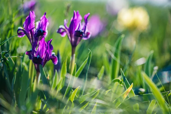 Mooie paarse wilde irissen bloeien in voorjaar steppe achtergrond — Stockfoto