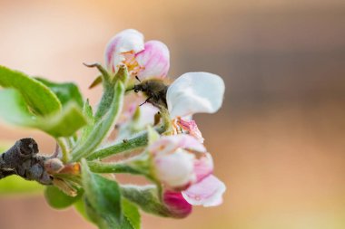 Bahar da yakın pembe çiçekleri ile güzel çiçekaçan elma ağacı