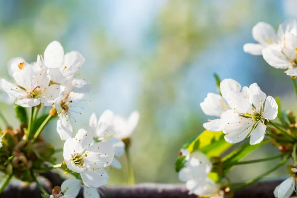 Gros plan belles fleurs de cerise sur la branche — Photo