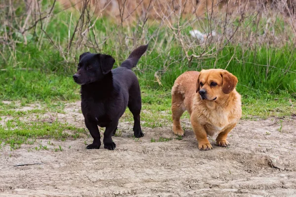 Dışarıda iki küçük şirin siyah ve kahverengi melez köpek var. — Stok fotoğraf