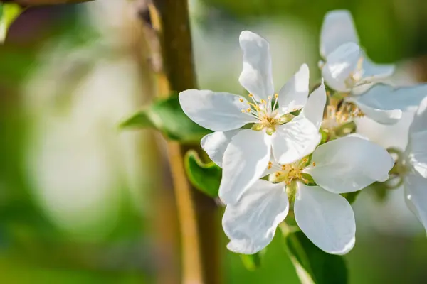 Gros plan belles fleurs de prune sur branche — Photo