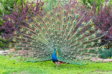 Erkek tavus kuşunu, kuyruğunun tüylerini tamamen açmış bir şekilde kapat.