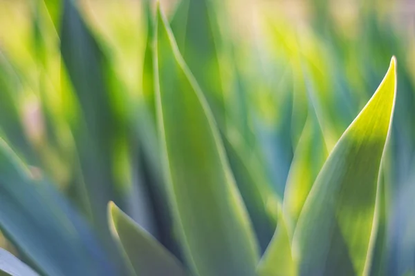 园中的绿色虹膜叶子，用作春天的抽象背景 — 图库照片