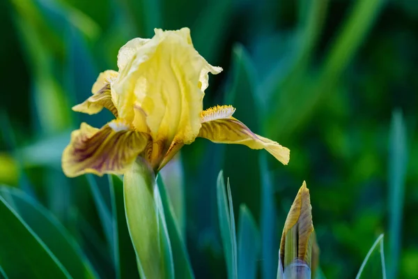 庭で美しい単一黄色の虹彩の花を閉じます — ストック写真