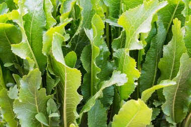Horseradish veya Armoracia rusticana yaz bahçesinde yakın bırakır