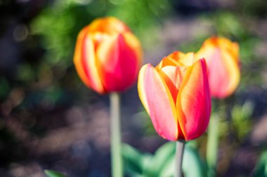 Açık havada açan kırmızı ve sarı laleleri kapatın