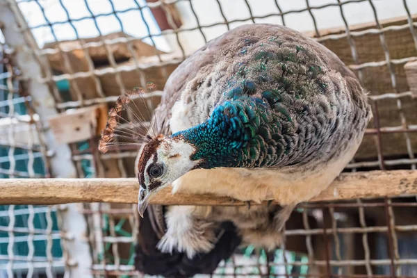 Female peacock perches in zoo cage close up