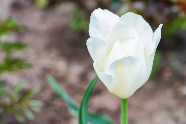 Close up única tulipa branca florescendo ao ar livre — Fotografia de Stock