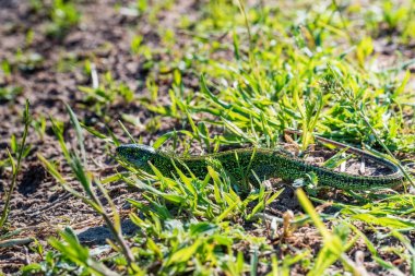 Çimparlak yeşil hızlı kertenkele Portresi