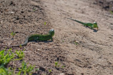 Yerde iki parlak yeşil hızlı kertenkeleler