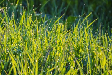 Çimlerin üzerinde sabah çiği olan güzel bir arkaplan.