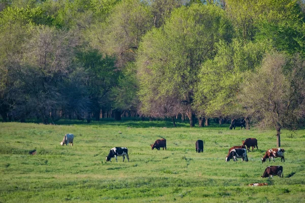 Csoport tehenek legelnek a sztyeppei idilli táj — Stock Fotó