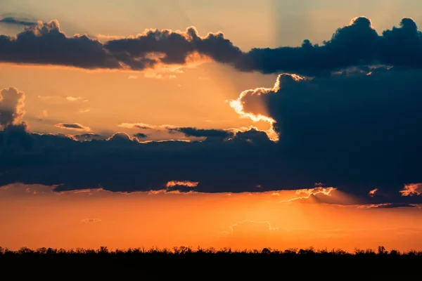 Sunrise boom silhouetten met oranje dramatische hemel — Stockfoto