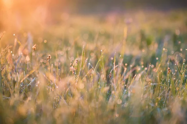 Fundo bonito com orvalho da manhã na grama perto — Fotografia de Stock