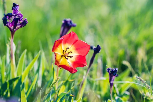 Закройте красный тюльпан Шренка или Tulipa Tulipa schrenkii в степи — стоковое фото
