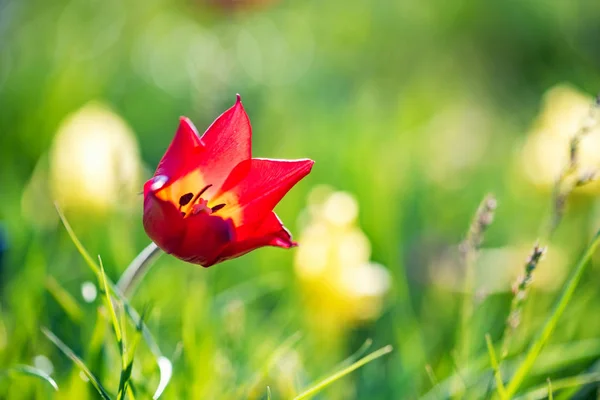 Close-up rode Schrencks tulp of Tulipa Tulipa schrenkii in de steppe — Stockfoto