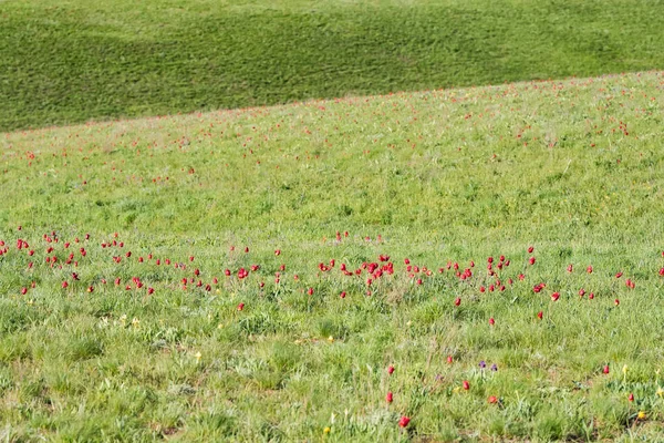 Schrencks tulipas ou Tulipa Tulipa schrenkii e íris no campo de estepe — Fotografia de Stock