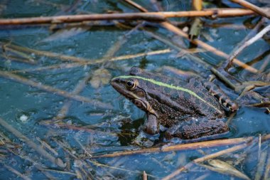 Yakın görünüm koyu yeşil kurbağa nehir suyunda oturur